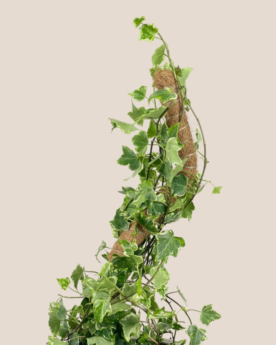 Bendable Mosspole - 60cm - Pot - Tumbleweed Plants - Online Plant Delivery Singapore