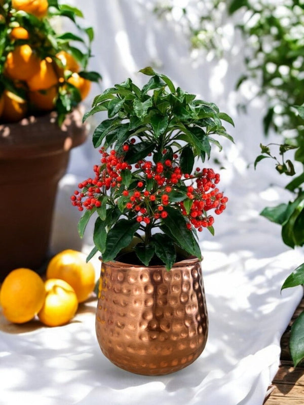 Berry Blissful Tree - Potted plant - POTT - BERR - GRT - 6732 - Tumbleweed Plants - Online Plant Delivery Singapore