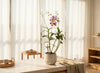Dendrobium Orchid