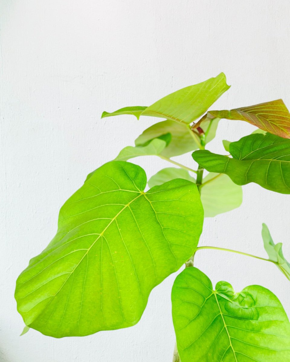 Big Bending Ficus Umbellata - grow pot - Potted plant - Tumbleweed Plants - Online Plant Delivery Singapore