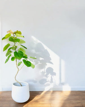 Big Bending Ficus Umbellata paired with XL SIenna - White