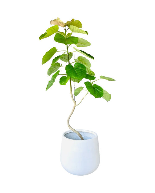 Big Bending Ficus Umbellata paired with XL SIenna - White