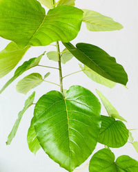 Big Bending Ficus Umbellata - grow pot - Potted plant - Tumbleweed Plants - Online Plant Delivery Singapore