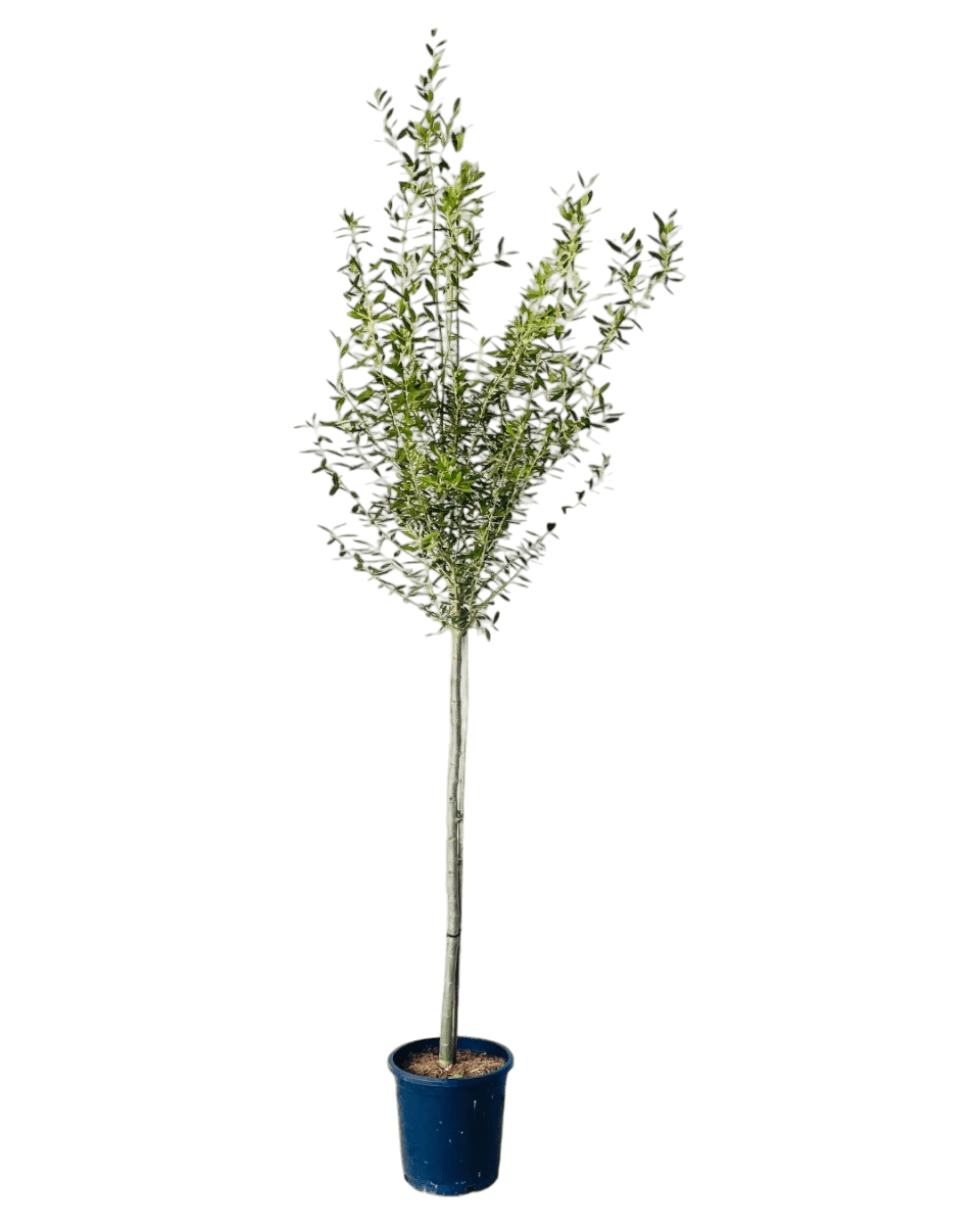 Big Olive Tree - Potted plant - POTT - BIGO - GRW - 6302 - Tumbleweed Plants - Online Plant Delivery Singapore