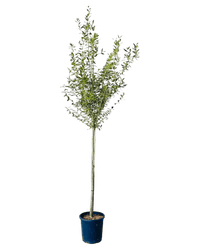 Big Olive Tree - Potted plant - POTT - BIGO - GRW - 6302 - Tumbleweed Plants - Online Plant Delivery Singapore