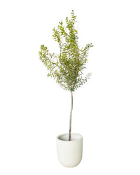 Big Olive Tree - grow pot - Potted plant - Tumbleweed Plants - Online Plant Delivery Singapore