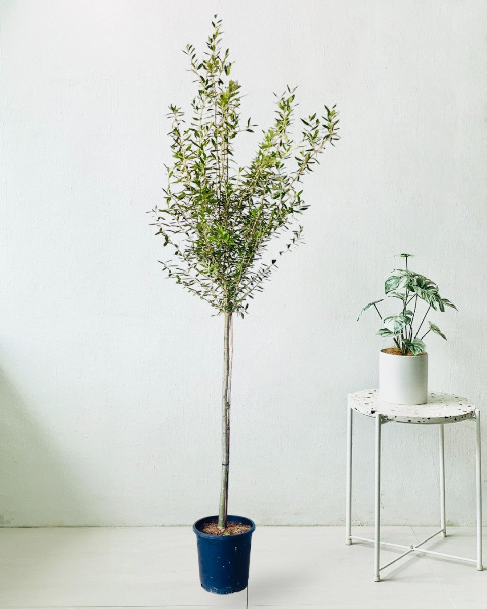 Big Olive Tree - grow pot - Potted plant - Tumbleweed Plants - Online Plant Delivery Singapore