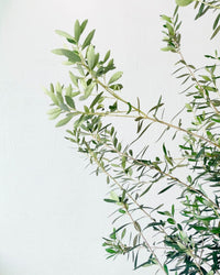 Big Olive Tree - grow pot - Potted plant - Tumbleweed Plants - Online Plant Delivery Singapore