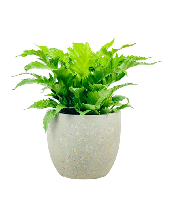 Bird Nest Fern - Asplenium 'Venus' - grow pot - Potted plant - Tumbleweed Plants - Online Plant Delivery Singapore