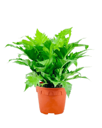 Bird Nest Fern - Asplenium 'Venus' - Potted plant - POTT - BIRD - GRW - 6282 - Tumbleweed Plants - Online Plant Delivery Singapore