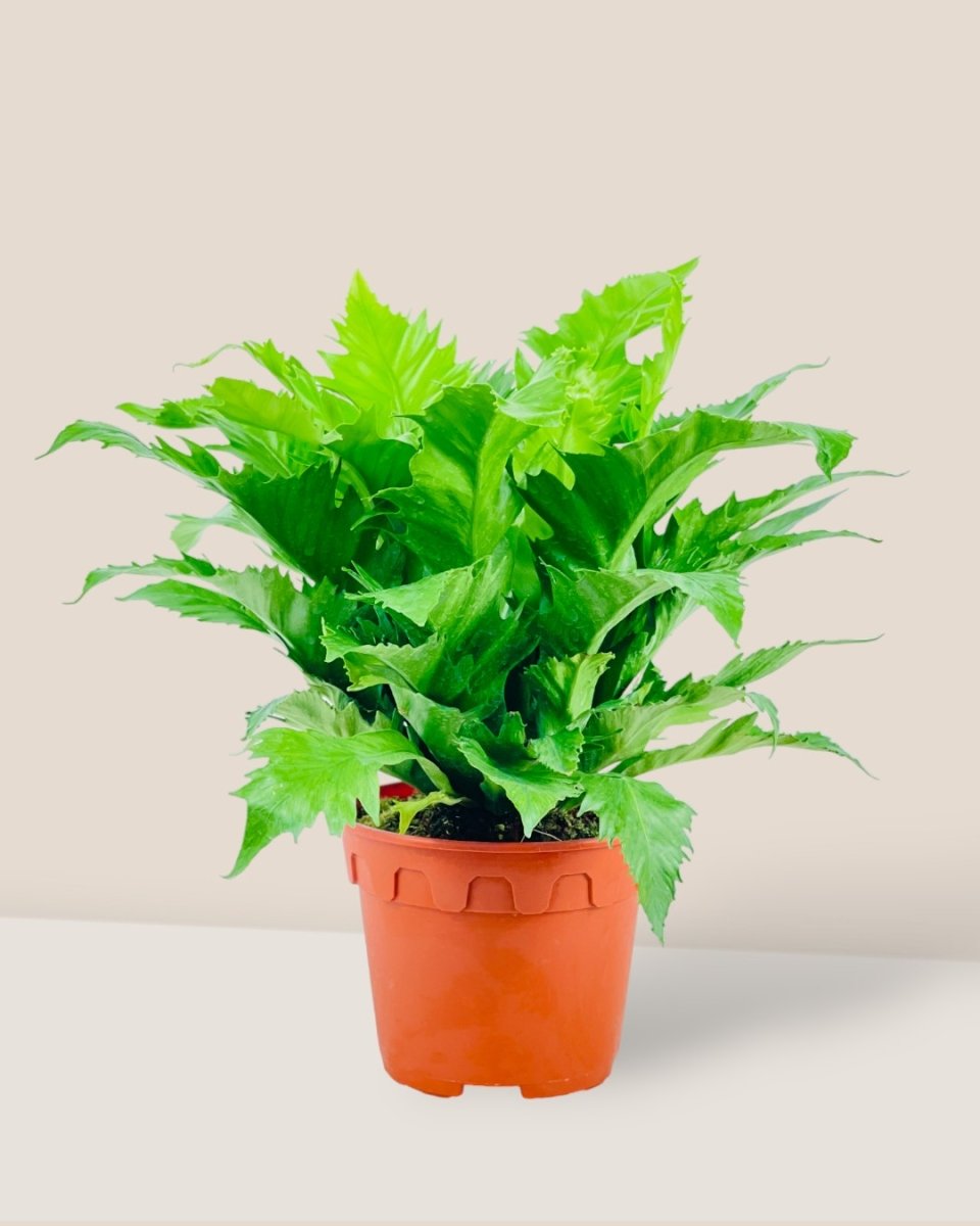 Bird Nest Fern - Asplenium 'Venus' - grow pot - Potted plant - Tumbleweed Plants - Online Plant Delivery Singapore