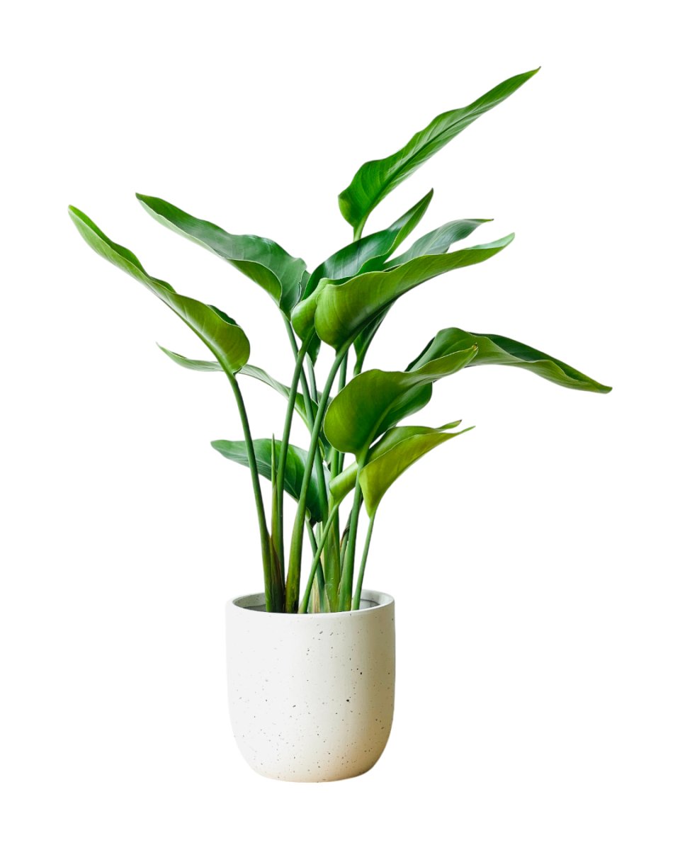 Bird of Paradise (0.6m) - grow pot - Potted plant - Tumbleweed Plants - Online Plant Delivery Singapore