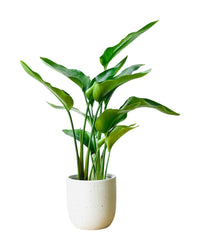 Bird of Paradise (0.6m) - grow pot - Potted plant - Tumbleweed Plants - Online Plant Delivery Singapore