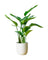 Bird of Paradise Junior (0.6m)