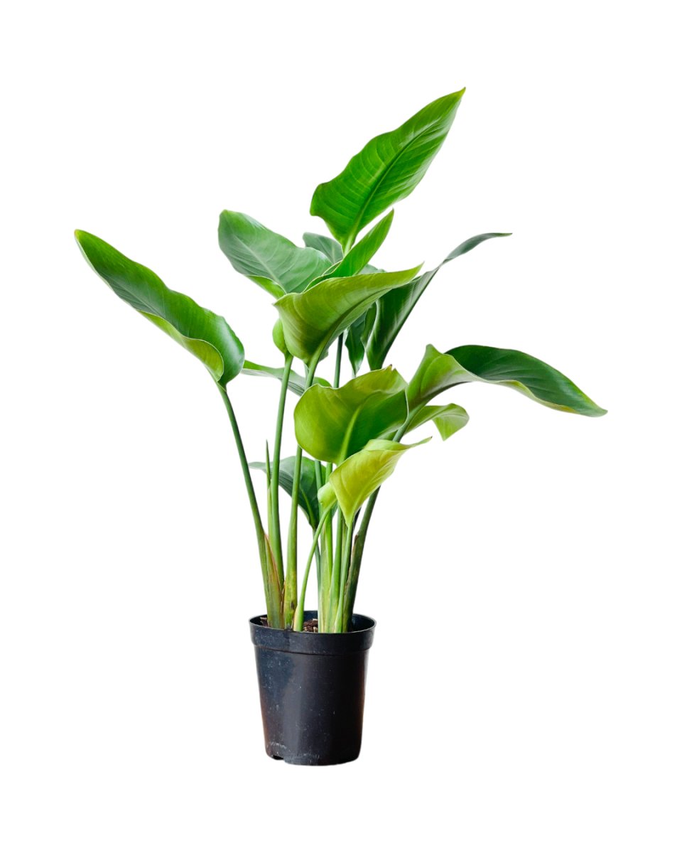 Bird of Paradise (0.6m) - grow pot - Potted plant - Tumbleweed Plants - Online Plant Delivery Singapore