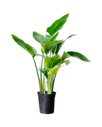 Bird of Paradise (0.6m) - grow pot - Potted plant - Tumbleweed Plants - Online Plant Delivery Singapore