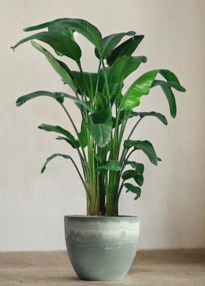 Bird of Paradise (1.1 - 1.6m) - Potted plant - POTT - BIRD - GRW - 1911 - Tumbleweed Plants - Online Plant Delivery Singapore