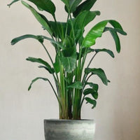 Bird of Paradise (1.1-1.6m)