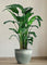 Bird of Paradise (1.1-1.6m)