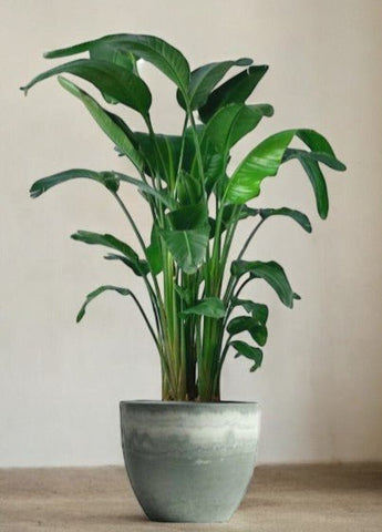 Bird of Paradise (1.1-1.6m)