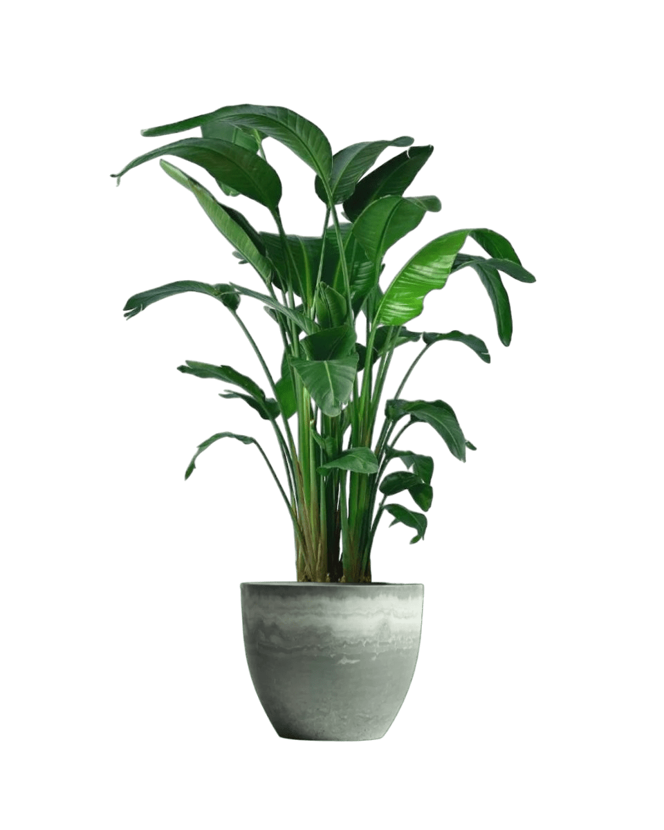 Bird of Paradise (1.1 - 1.6m) - Potted plant - POTT - BIRD - GRW - 1911 - Tumbleweed Plants - Online Plant Delivery Singapore