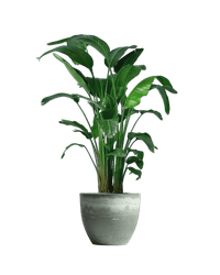 Bird of Paradise (1.1 - 1.6m) - Potted plant - POTT - BIRD - GRW - 1911 - Tumbleweed Plants - Online Plant Delivery Singapore