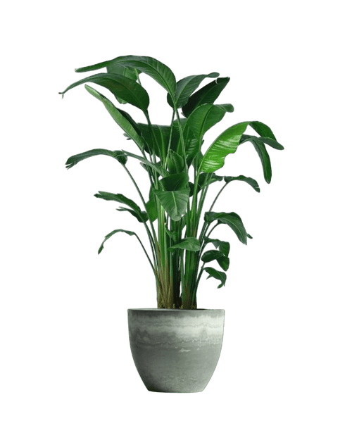 Bird of Paradise (1.1 - 1.6m) - Potted plant - POTT - BIRD - GRW - 1911 - Tumbleweed Plants - Online Plant Delivery Singapore