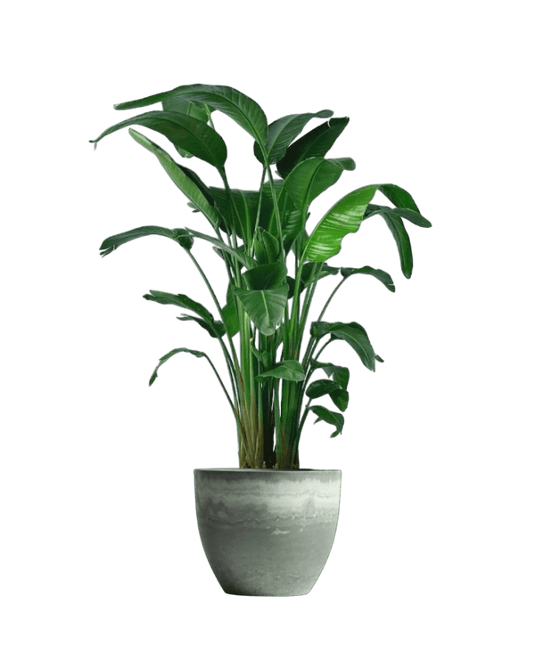 Bird of Paradise (1.1 - 1.6m) - Potted plant - POTT - BIRD - GRW - 1911 - Tumbleweed Plants - Online Plant Delivery Singapore