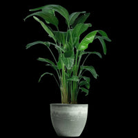 Bird of Paradise (1.1-1.6m)