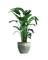Bird of Paradise (1.1-1.6m)