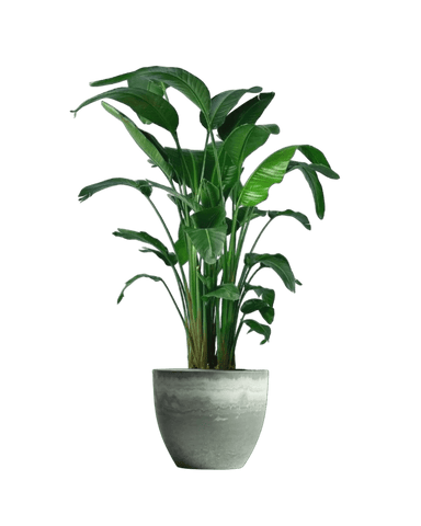 Bird of Paradise (1.1-1.6m)