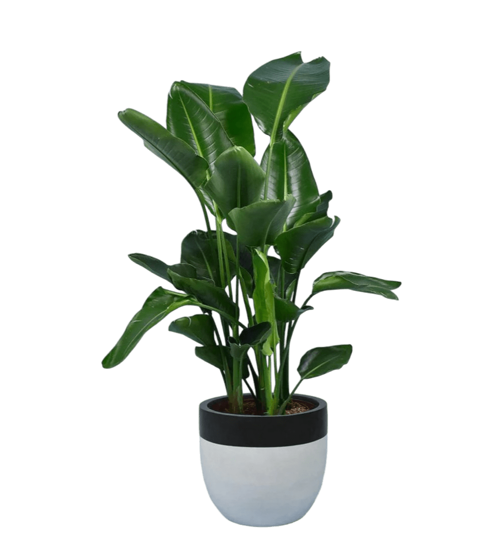 large resin planter - black/white / 1.2m-1.5m