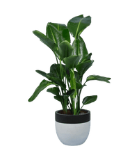 Bird of Paradise (1.2 - 1.8m) - large resin planter - black/white - Potted plant - Tumbleweed Plants - Online Plant Delivery Singapore