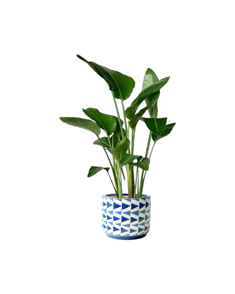 Bird of Paradise - Junior - grow pot - Potted plant - Tumbleweed Plants - Online Plant Delivery Singapore