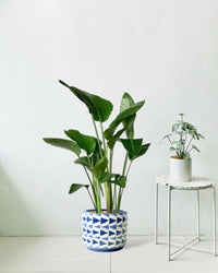 Bird of Paradise - Junior - grow pot - Potted plant - Tumbleweed Plants - Online Plant Delivery Singapore