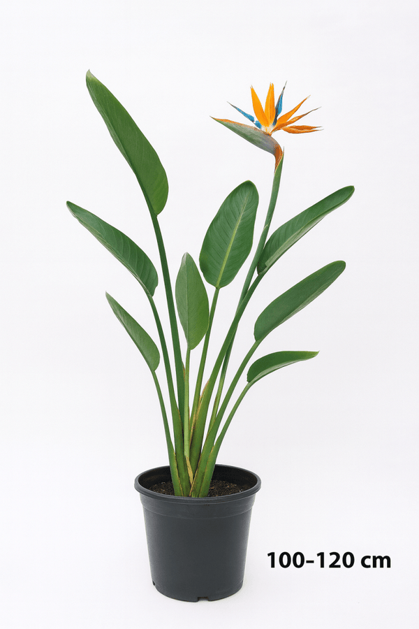 Bird of Paradise Reginae (1 - 1.2m) - Potted plant - POTT - BIRD - GRWM - 7285 - Tumbleweed Plants - Online Plant Delivery Singapore