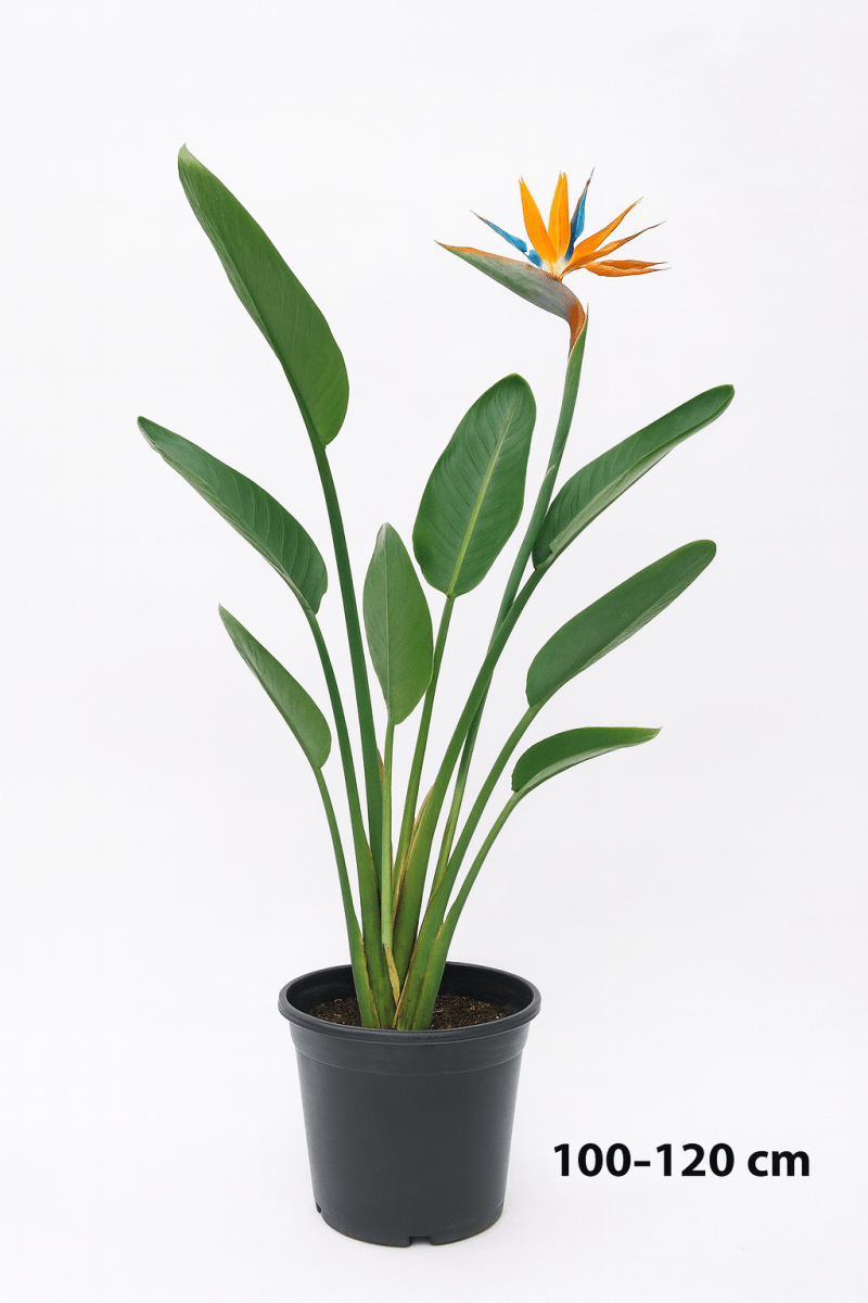 Bird of Paradise Reginae (1 - 1.2m) - Potted plant - POTT - BIRD - GRWM - 7285 - Tumbleweed Plants - Online Plant Delivery Singapore