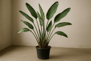 Bird of Paradise Reginae (1 - 1.2m) - Potted plant - POTT - BIRD - GRWM - 7285 - Tumbleweed Plants - Online Plant Delivery Singapore