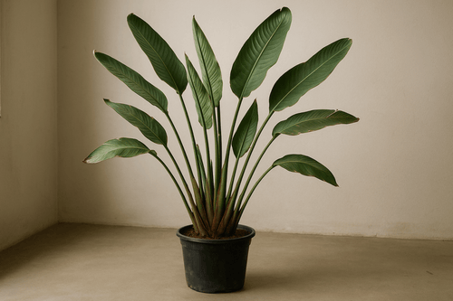 Bird of Paradise Reginae (1 - 1.2m) - Potted plant - POTT - BIRD - GRWM - 7285 - Tumbleweed Plants - Online Plant Delivery Singapore