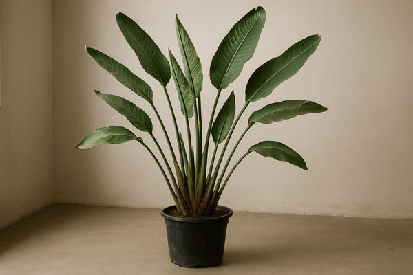 Bird of Paradise Reginae (1 - 1.2m) - Potted plant - POTT - BIRD - GRWM - 7285 - Tumbleweed Plants - Online Plant Delivery Singapore