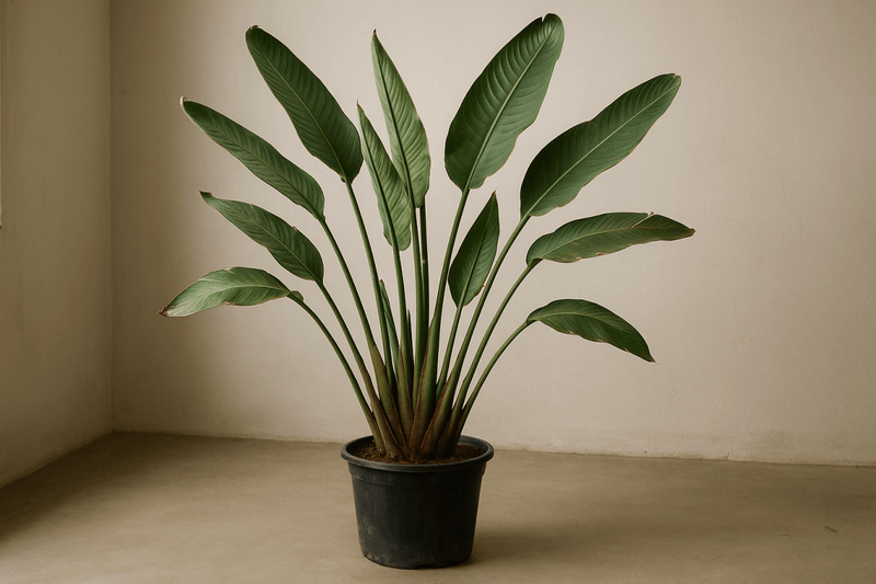 Bird of Paradise Reginae (1 - 1.2m) - Potted plant - POTT - BIRD - GRWM - 7285 - Tumbleweed Plants - Online Plant Delivery Singapore