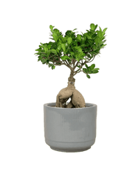 Bird Plum Bonsai - Potted plant - GIFT - BIRD - 3131 - Tumbleweed Plants - Online Plant Delivery Singapore