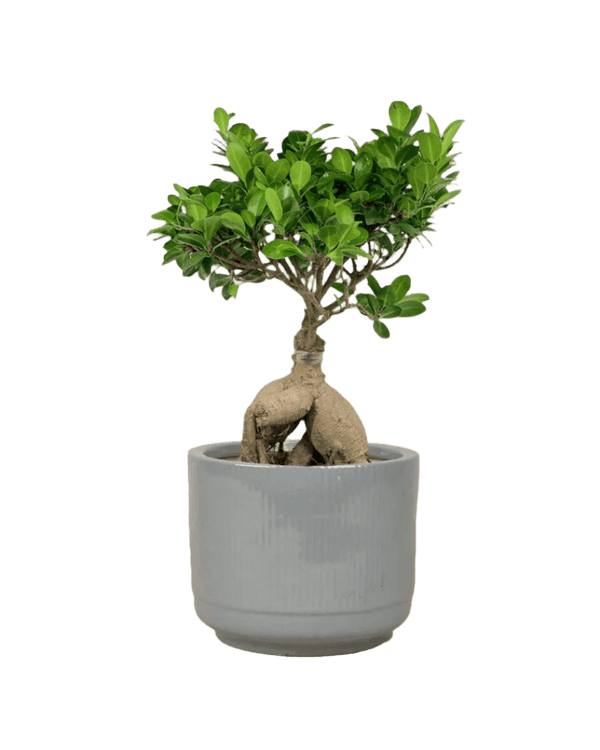 Bird Plum Bonsai - Potted plant - GIFT - BIRD - 3131 - Tumbleweed Plants - Online Plant Delivery Singapore