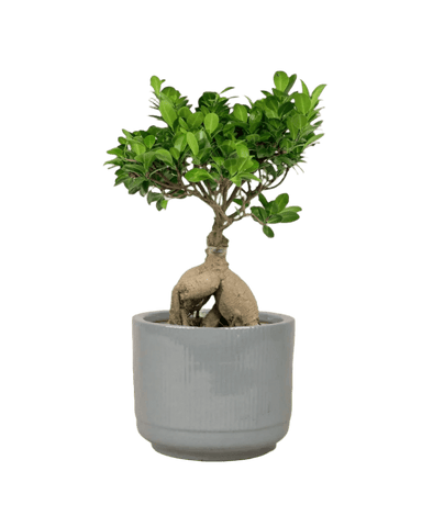 Bird Plum Bonsai