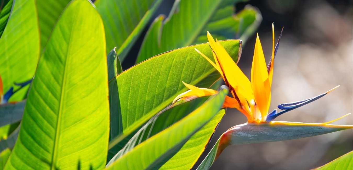 Bird Of Paradise Plant Care Guide – Tumbleweed Plants