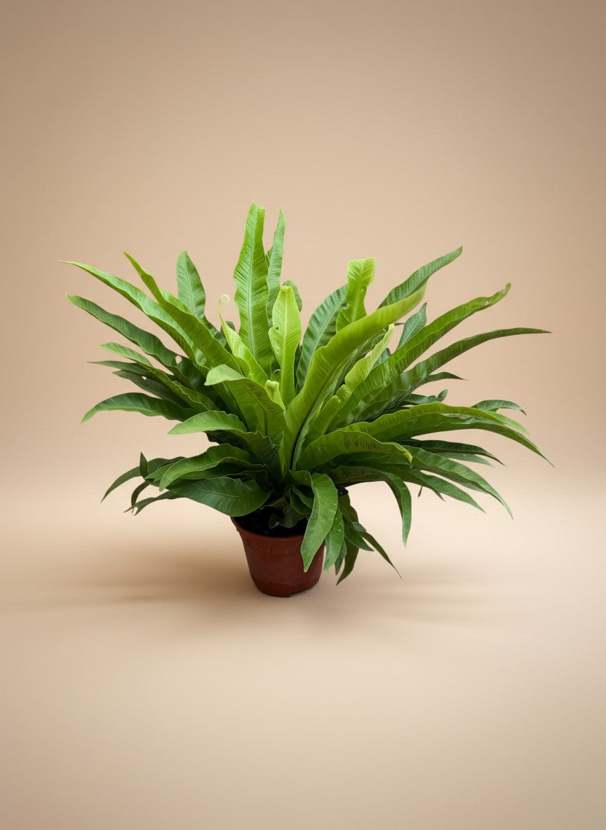 Bird’s Nest Fern