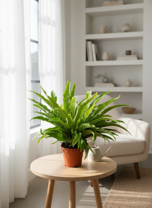 Bird’s Nest Fern