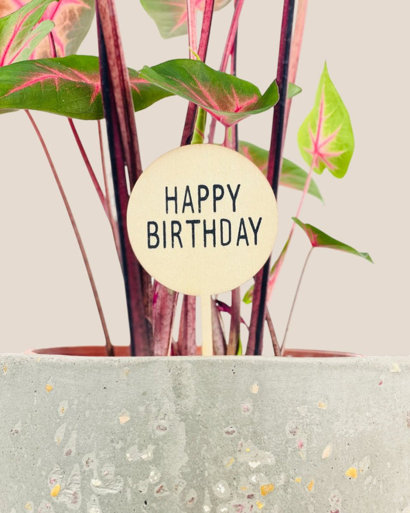 Birthday Tag - Add Ons - Tumbleweed Plants - Online Plant Delivery Singapore