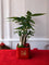 Blossoms of Prosperity Plant Arrangement