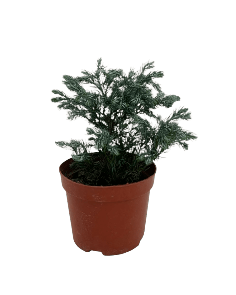 Blue Moss Cyprus (Chamaecyparis pisifera 'Boulevard') - Potted plant - POTT - BLUE - 4127 - Tumbleweed Plants - Online Plant Delivery Singapore